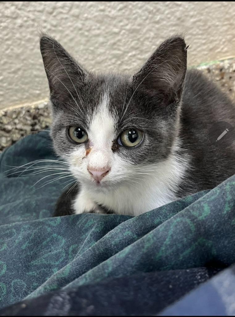 Enlarge Luna, a Adopted mixed breed in Pratt, KS image 1/1