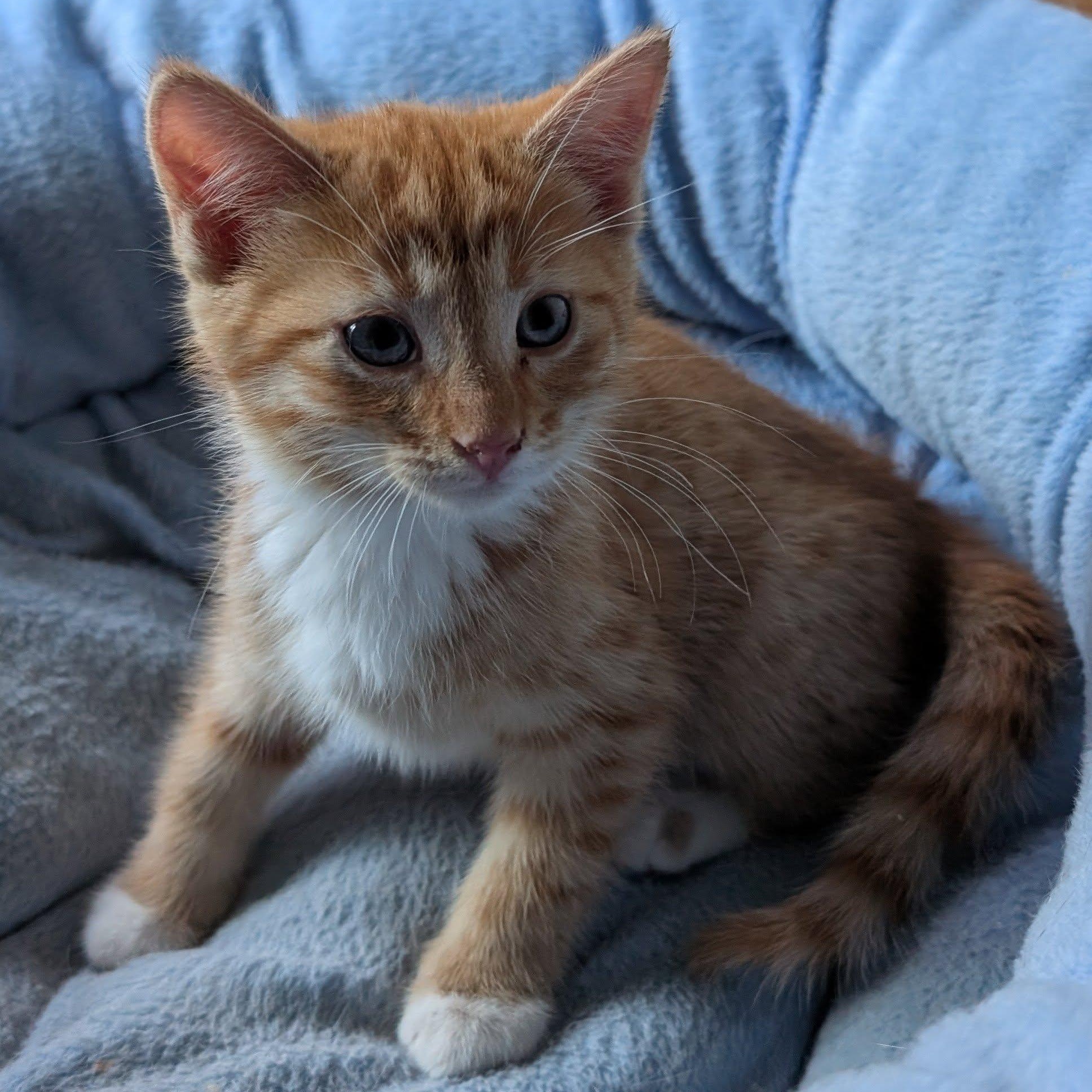 Mango, an adoptable Tabby in Libby, MT, 59923 | Photo Image 2