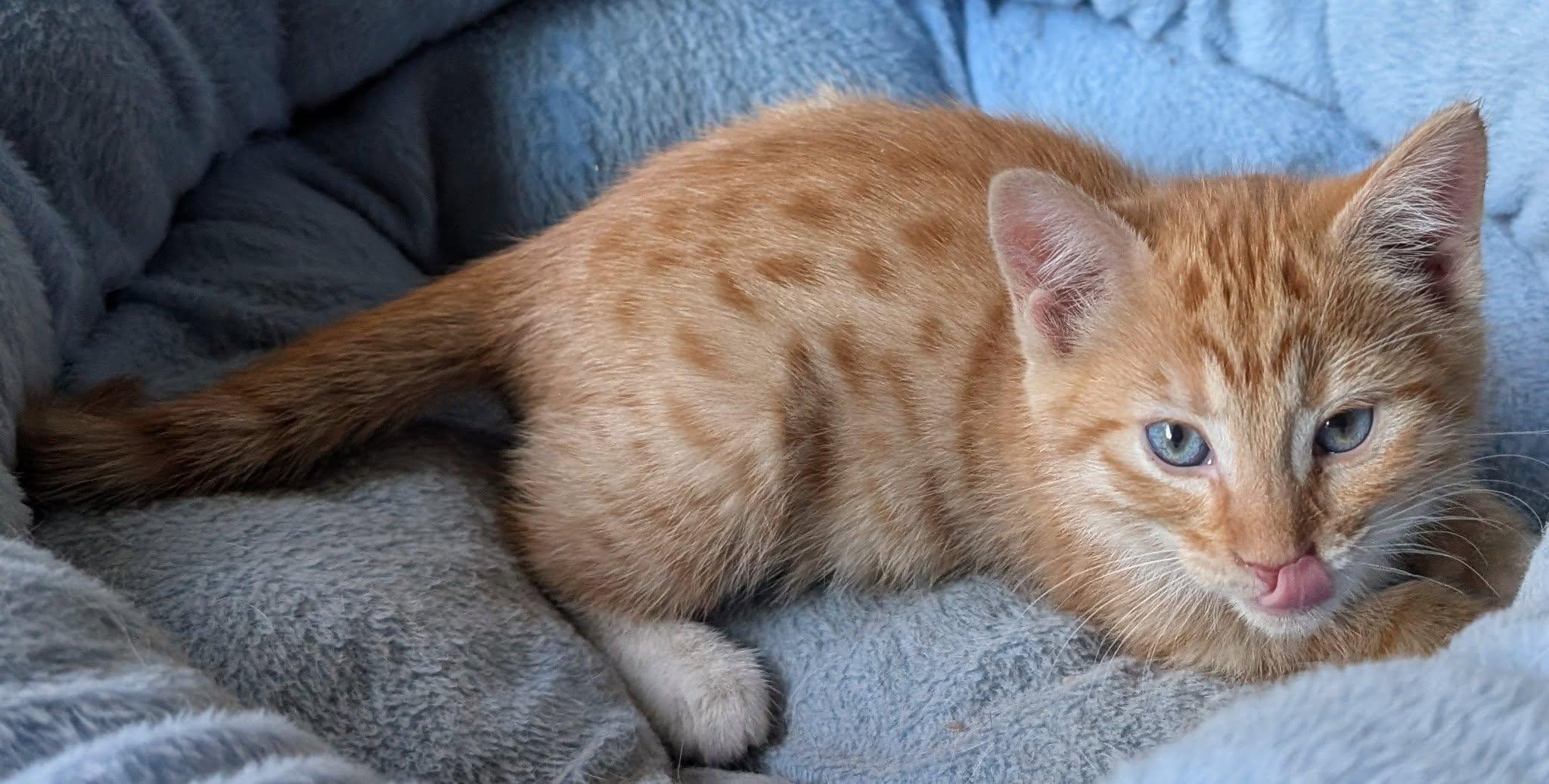 Mango, an adoptable Tabby in Libby, MT, 59923 | Photo Image 3