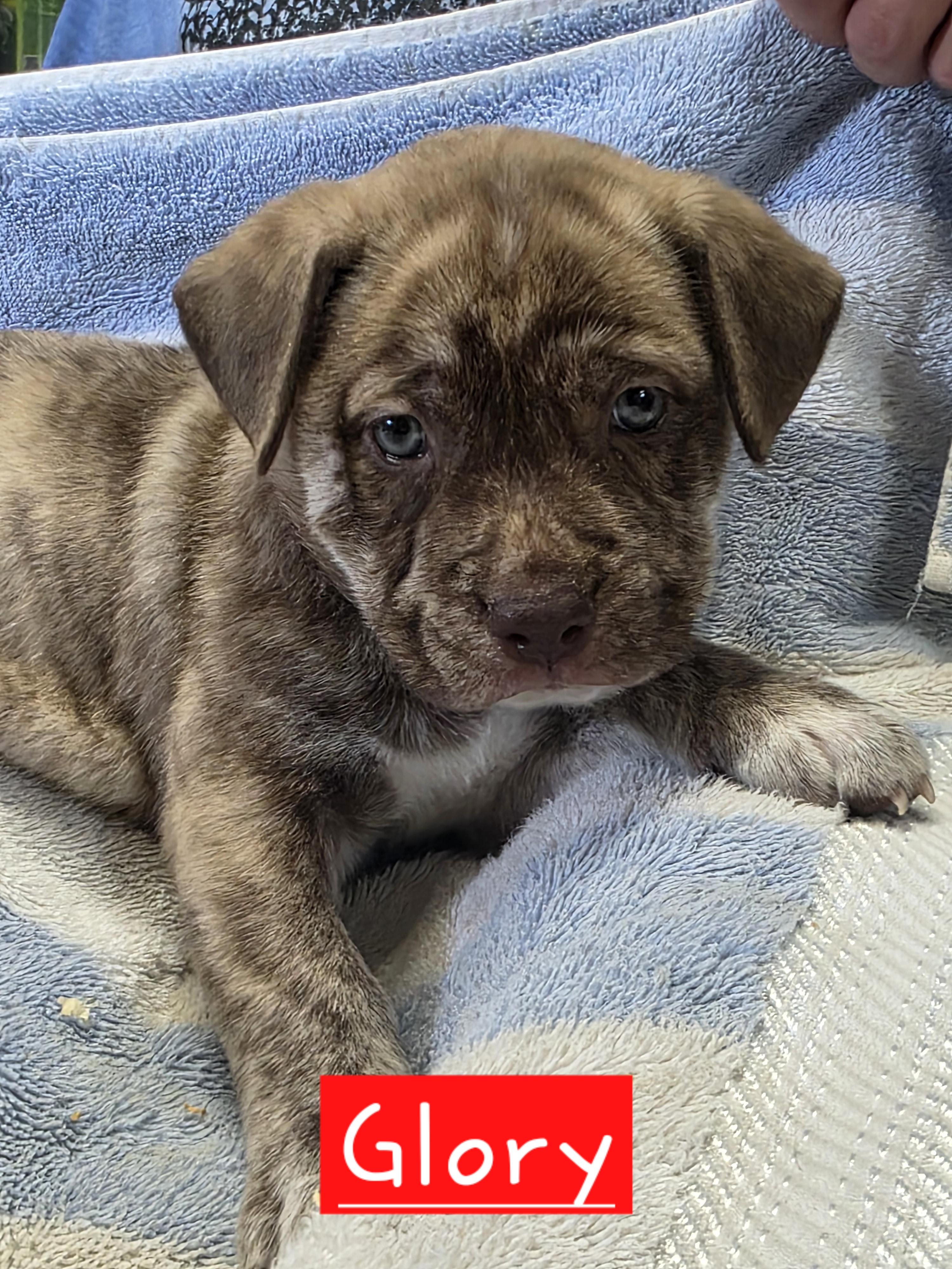 Glory, adopted, Puppy Female Dutch Shepherd.