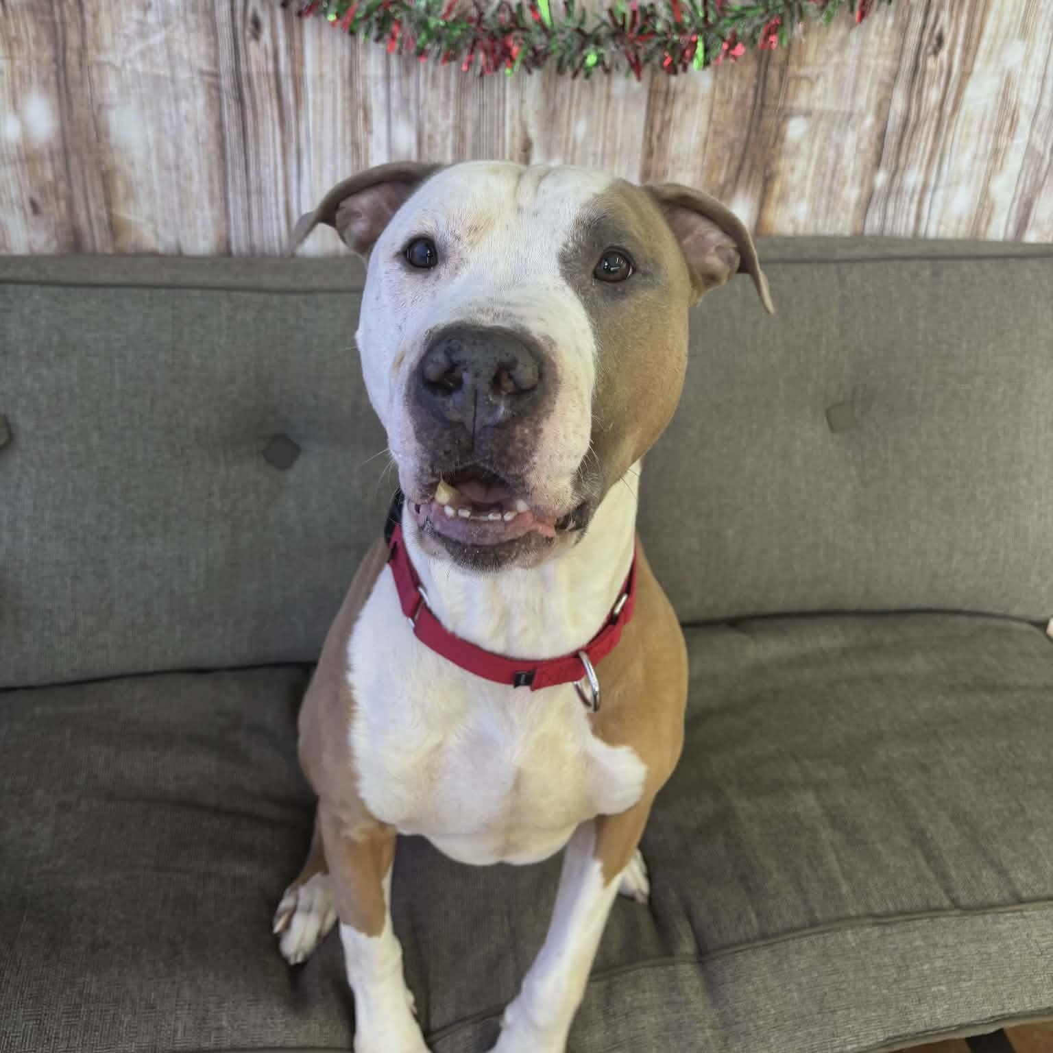 Enlarge Charlie Brown, a ADOPTABLE Terrier in North Syracuse, NY image 1/4