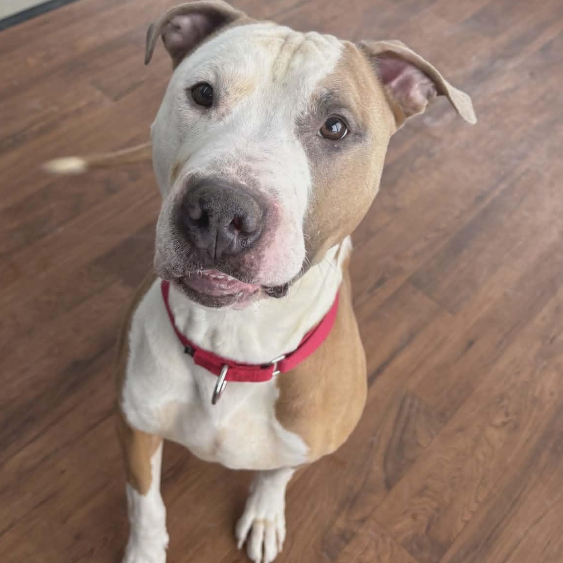 Enlarge Charlie Brown, a ADOPTABLE Terrier in North Syracuse, NY image 3/4