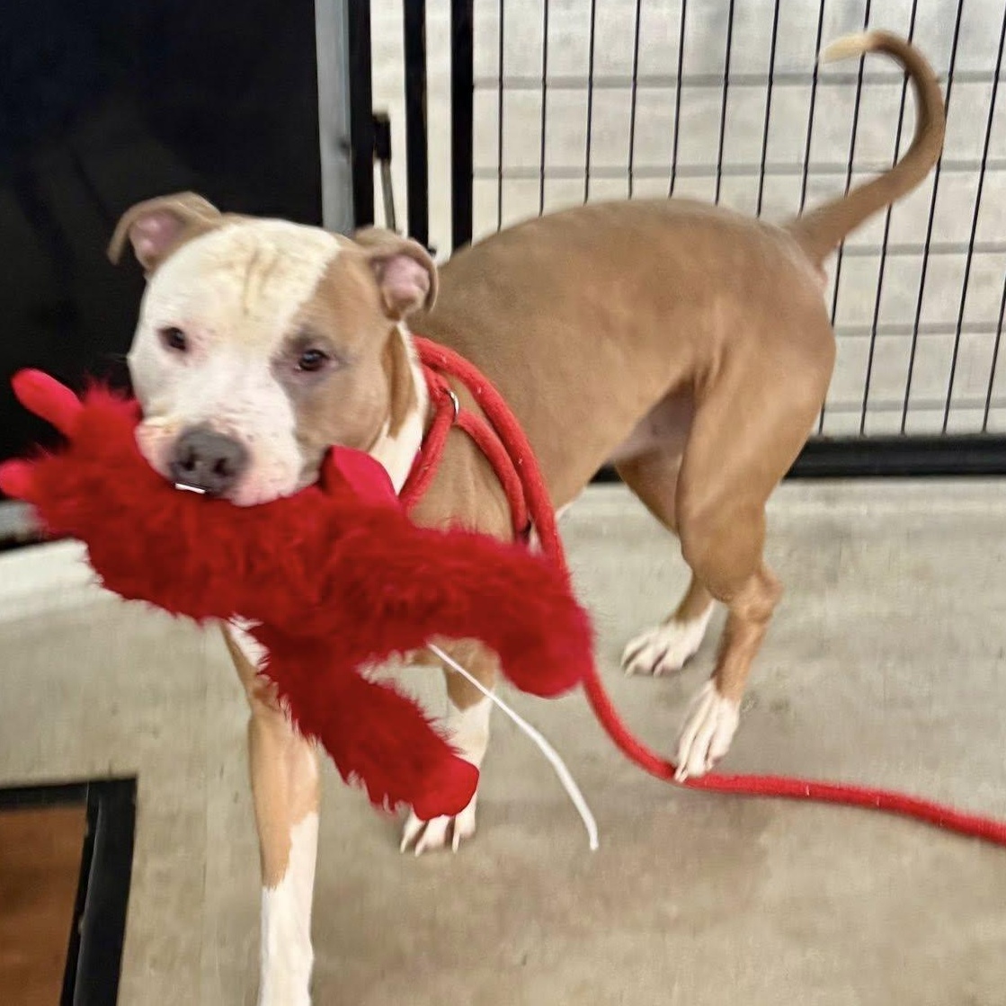 Enlarge Charlie Brown, a ADOPTABLE Terrier in North Syracuse, NY image 4/4