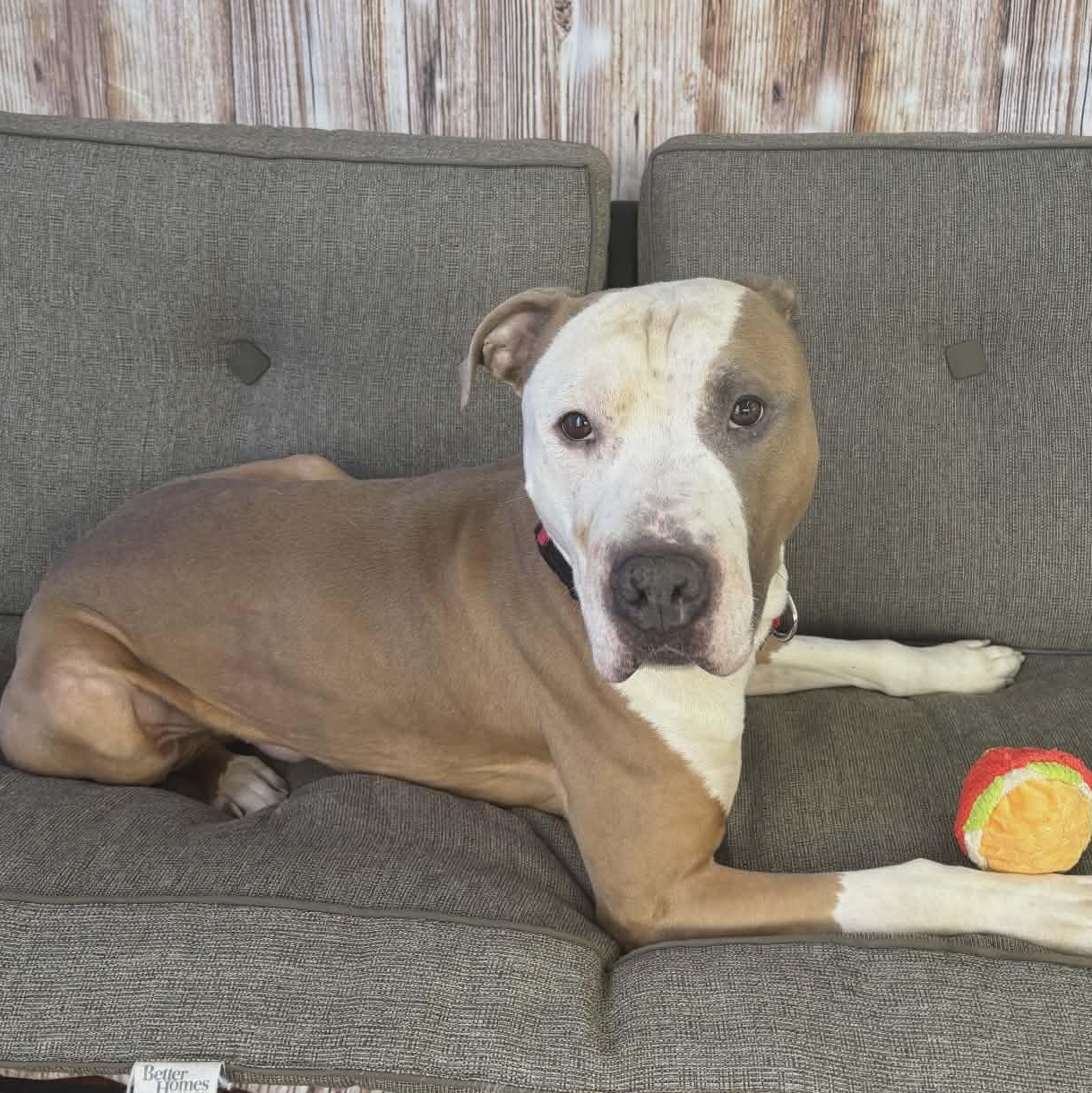 Enlarge Charlie Brown, a ADOPTABLE Terrier in North Syracuse, NY image 2/4