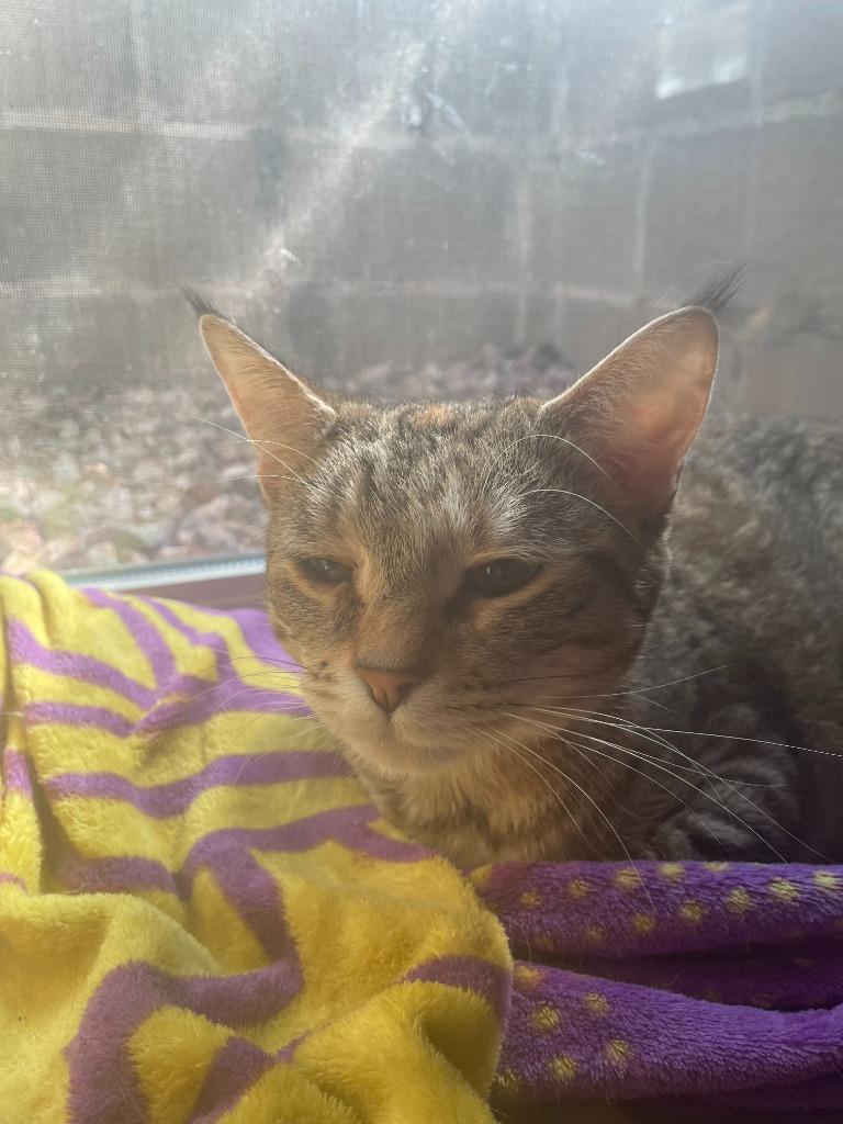 Opal, Adoptable, Young Female Domestic Short Hair.
