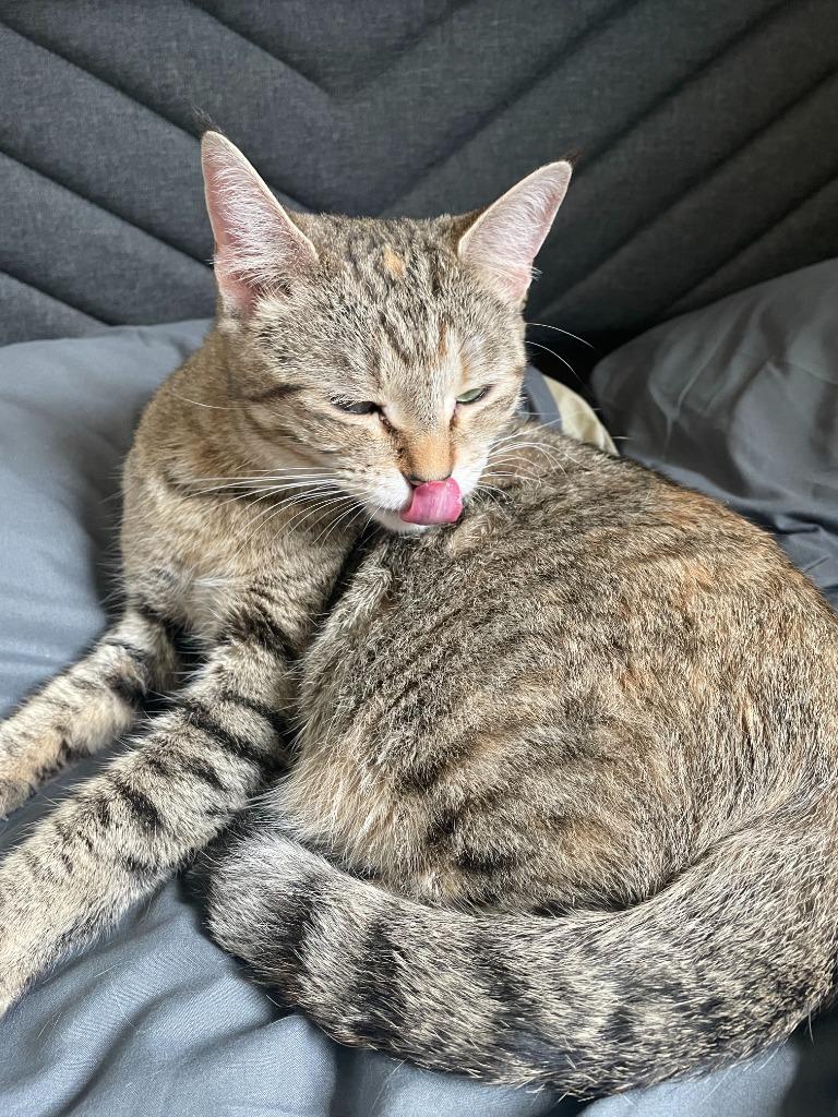 Enlarge Opal, a Adoptable mixed breed in Minneapolis, MN image 2/4