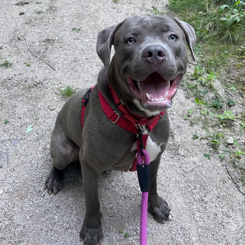 Cosmo, Adoptable, Young Male Mastiff & Mixed Breed.