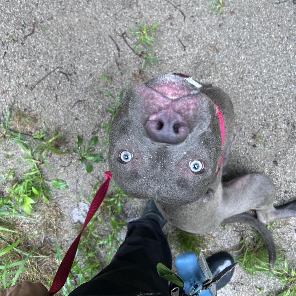 Cosmo, a Adoptable mixed breed in Novelty, OH image 2/4