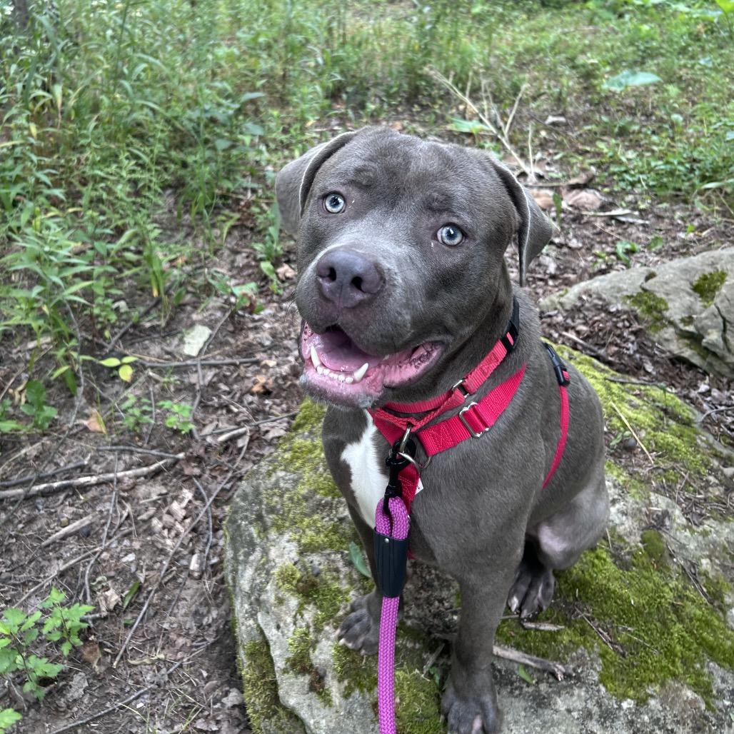 Cosmo, a Adoptable mixed breed in Novelty, OH image 3/4
