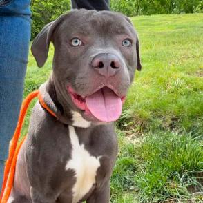 Cosmo, a Adoptable mixed breed in Novelty, OH image 4/4