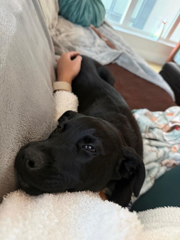 Zelda, Adoptable, Puppy Female Labrador Retriever & Shepherd.