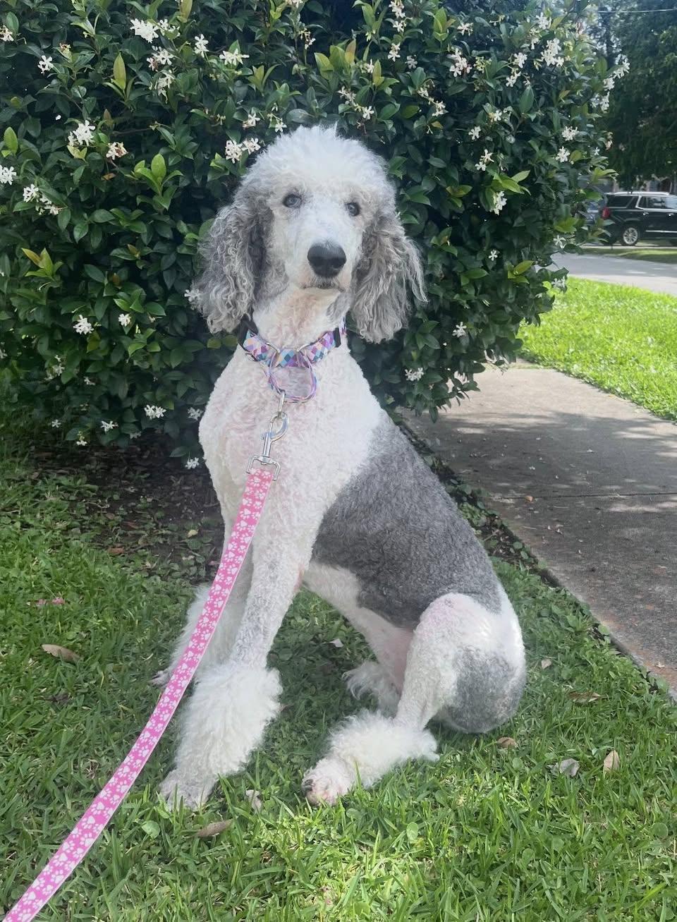 Enlarge Gemma, a ADOPTABLE Poodle in Gonzales, LA image 1/1