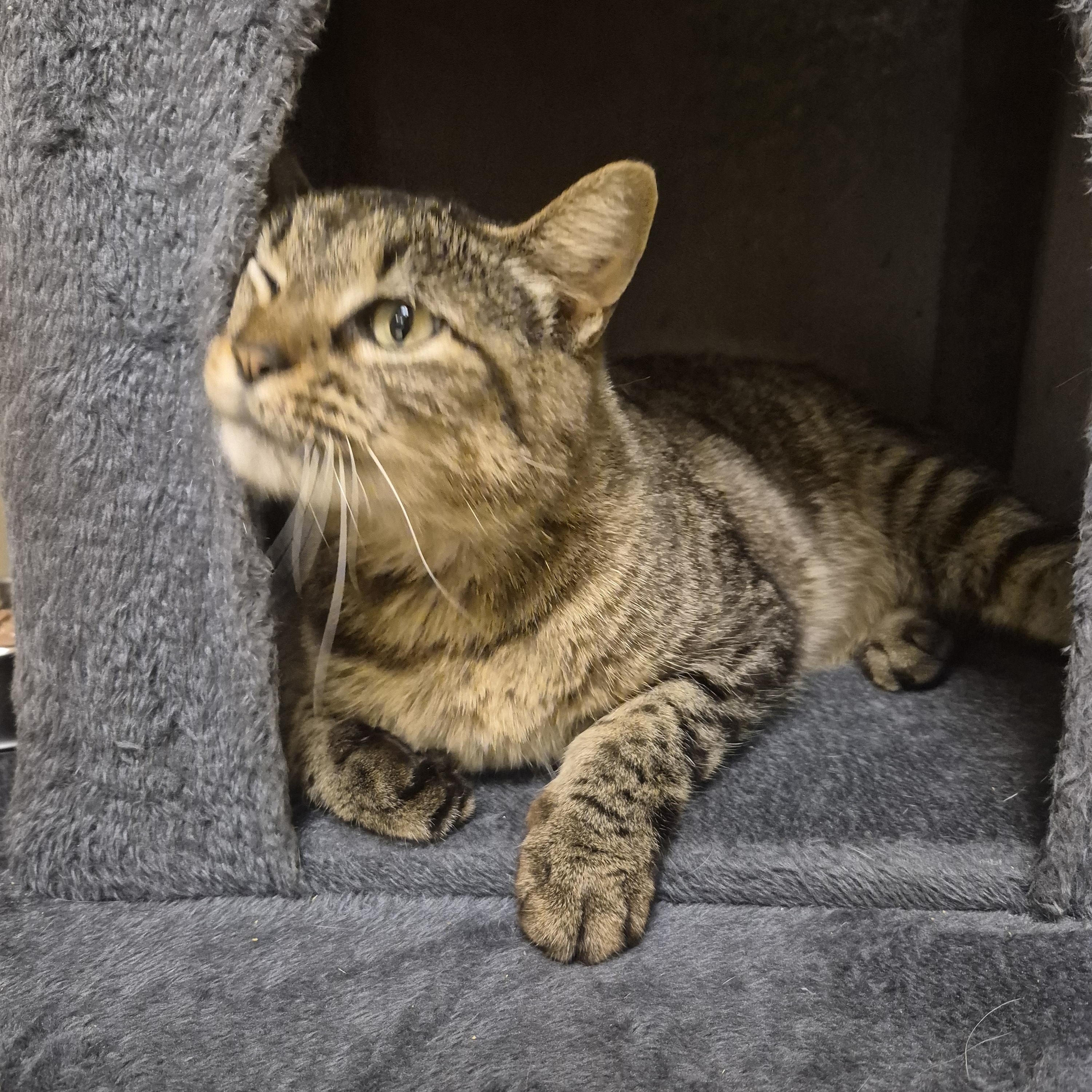 Enlarge Lily, a ADOPTABLE Domestic Short Hair in Schertz, TX image 2/3