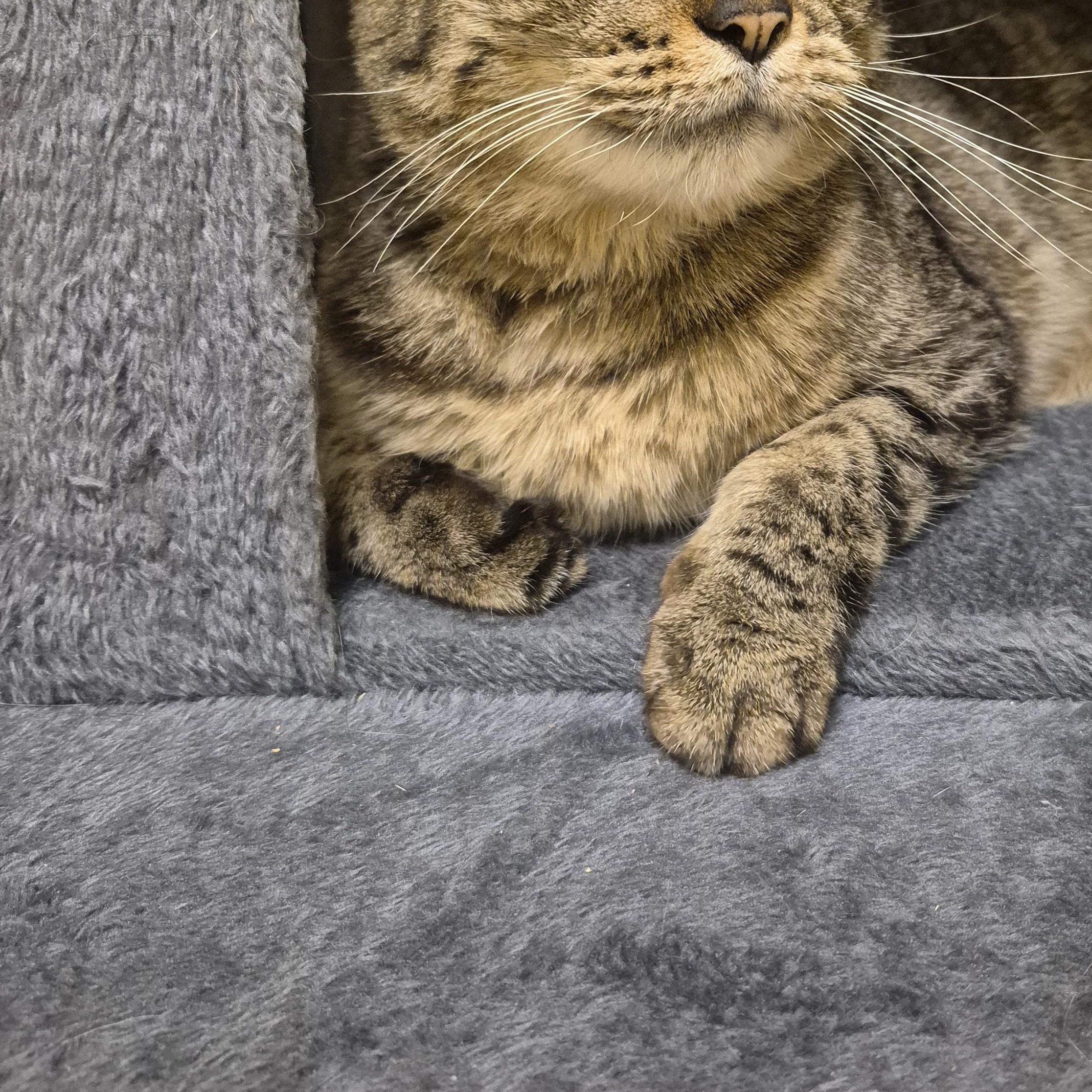 Enlarge Lily, a ADOPTABLE Domestic Short Hair in Schertz, TX image 3/3