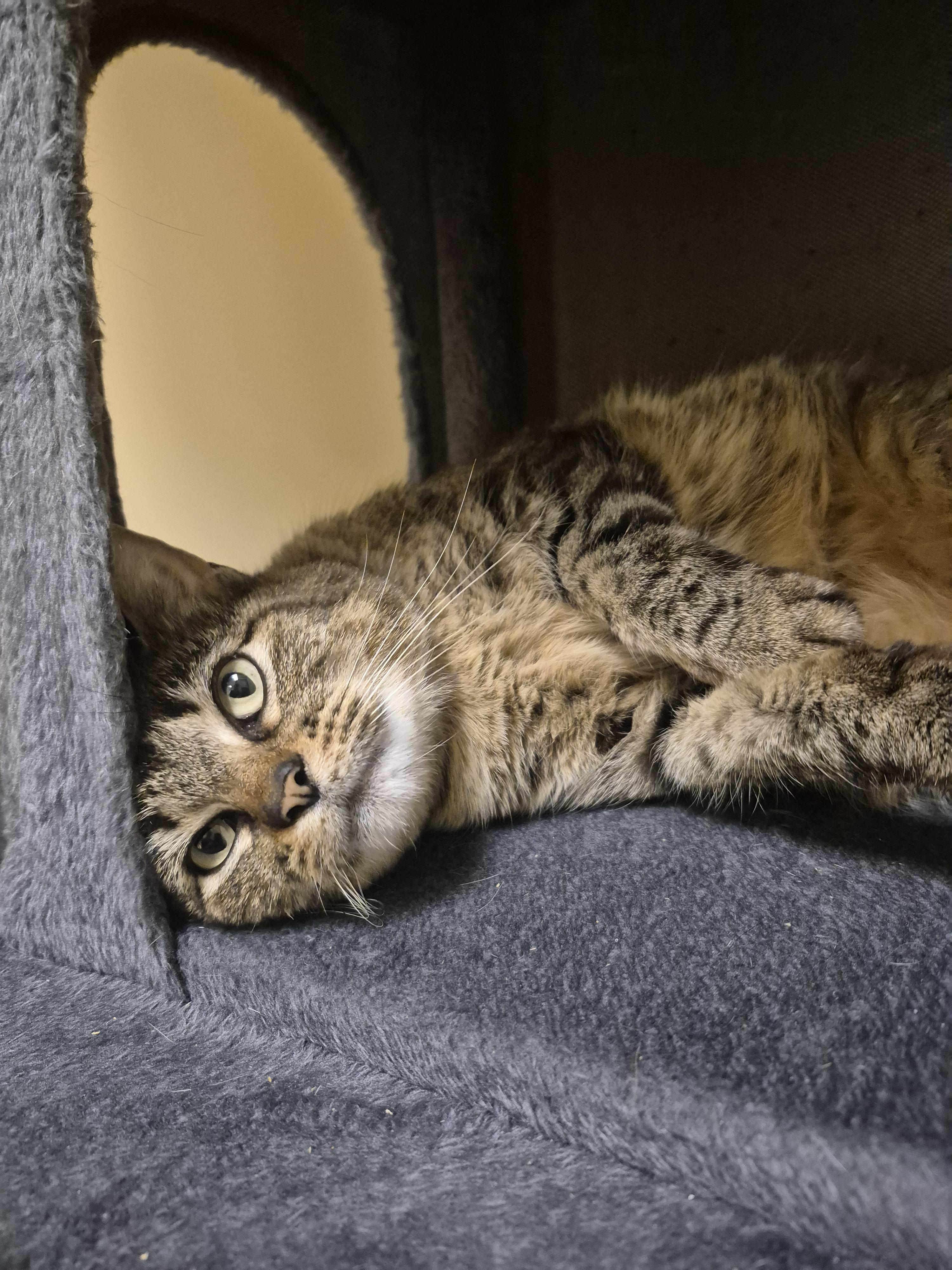 Lily, ADOPTABLE, Adult Female Domestic Short Hair.