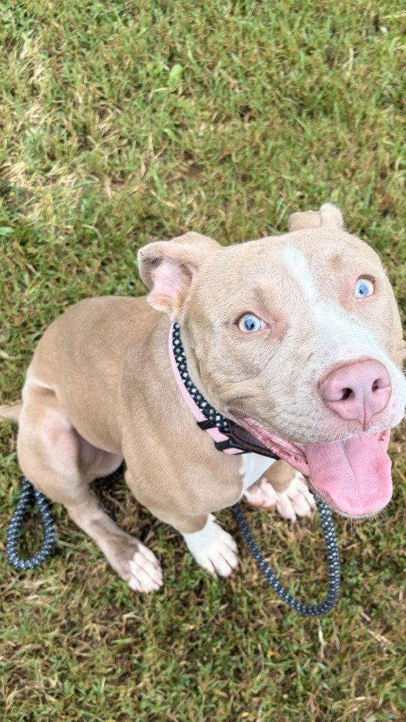 DA 33 Rebecca, Adoptable, Adult Female Pit Bull Terrier.