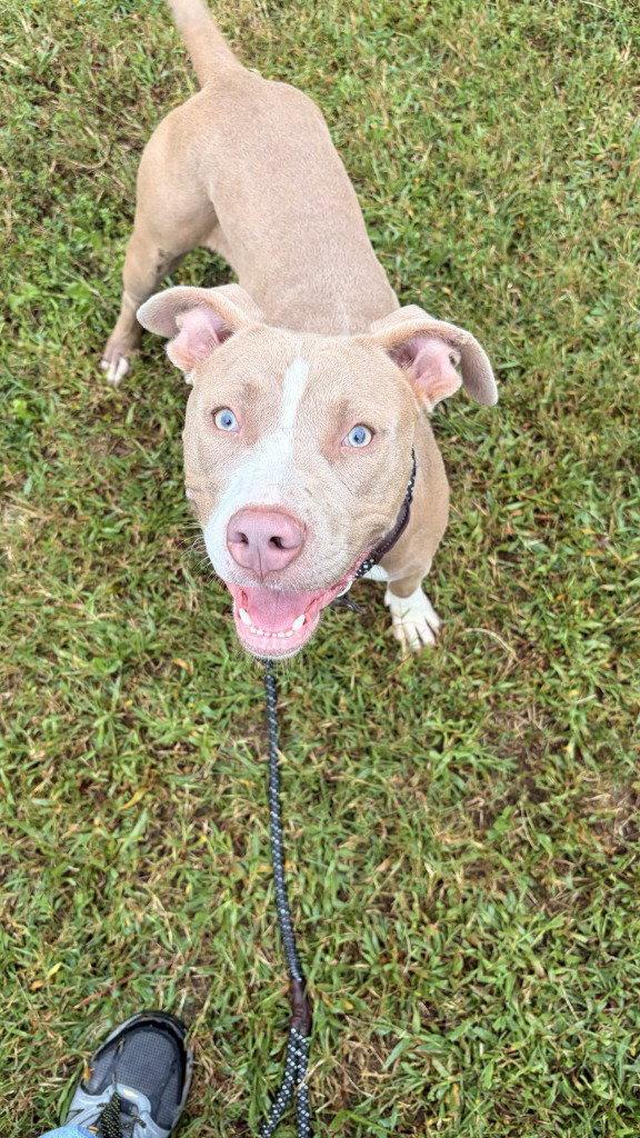 Enlarge DA 33 Rebecca, a Adoptable Pit Bull Terrier in Glen Allen, VA image 2/2