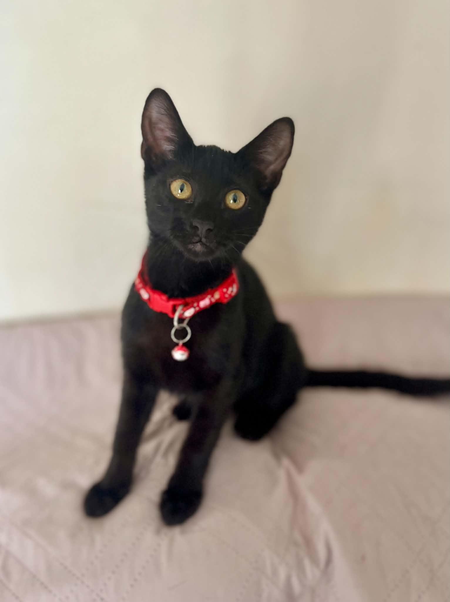 Raven - Total sweetheart, an adopted American Shorthair in Oakland, NJ image 4/6