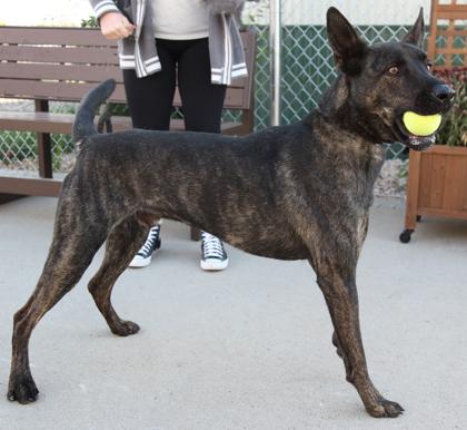 Enlarge Indy, a Adoptable mixed breed in Rapid City, SD image 3/3