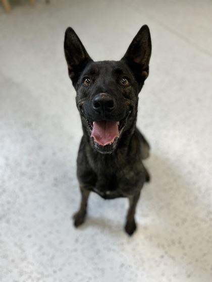 Enlarge Indy, a Adoptable mixed breed in Rapid City, SD image 2/3