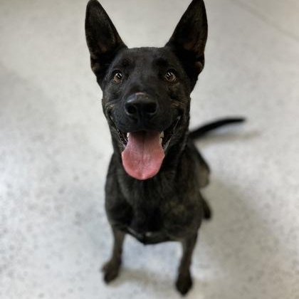 Indy, Adoptable, Adult Male Belgian Shepherd / Malinois.