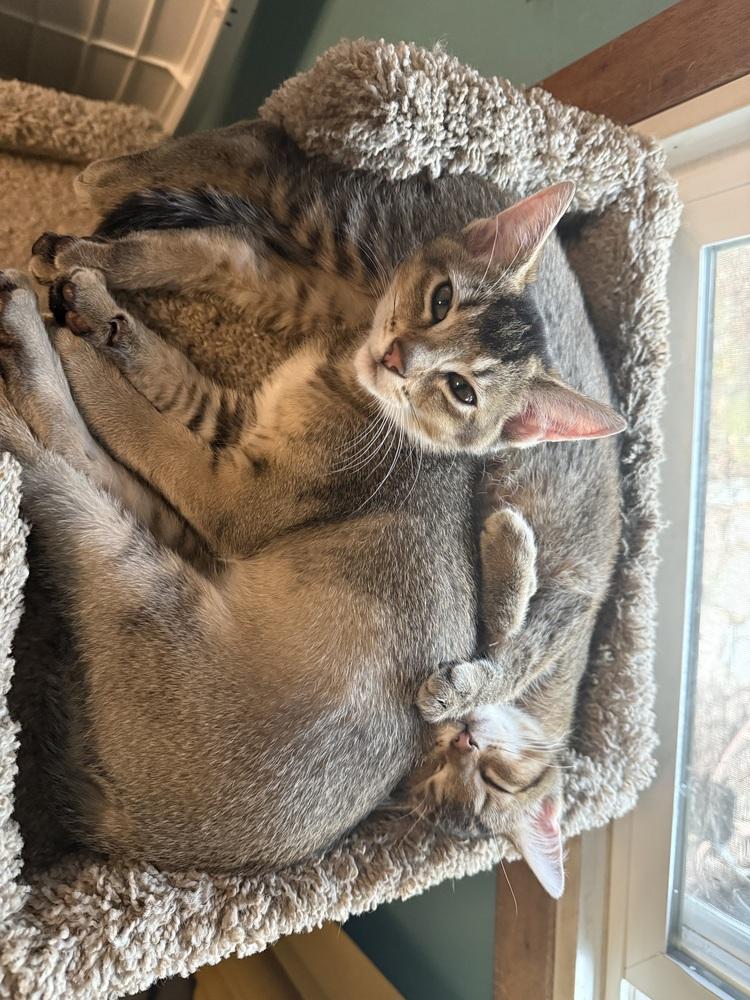 Bluey, Adoptable, Kitten Female Abyssinian & Tabby.