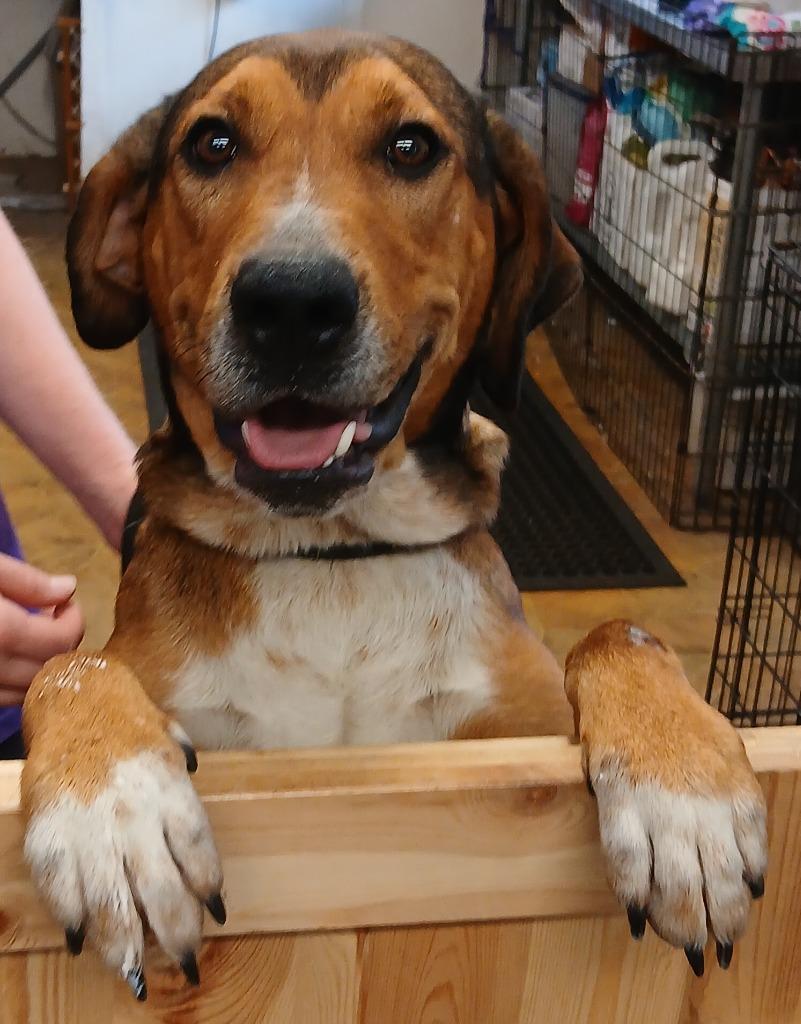 Brooke, Adoptable, Young Female Hound.