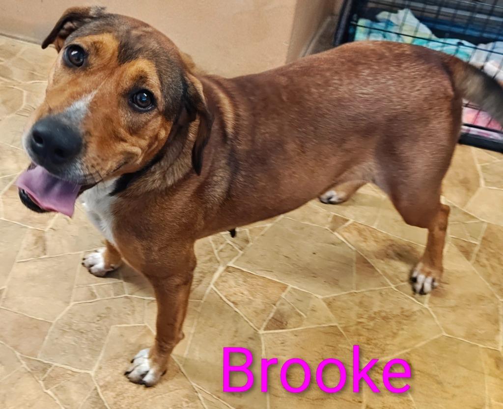 Brooke, a Adoptable Hound in Mena, AR image 2/2