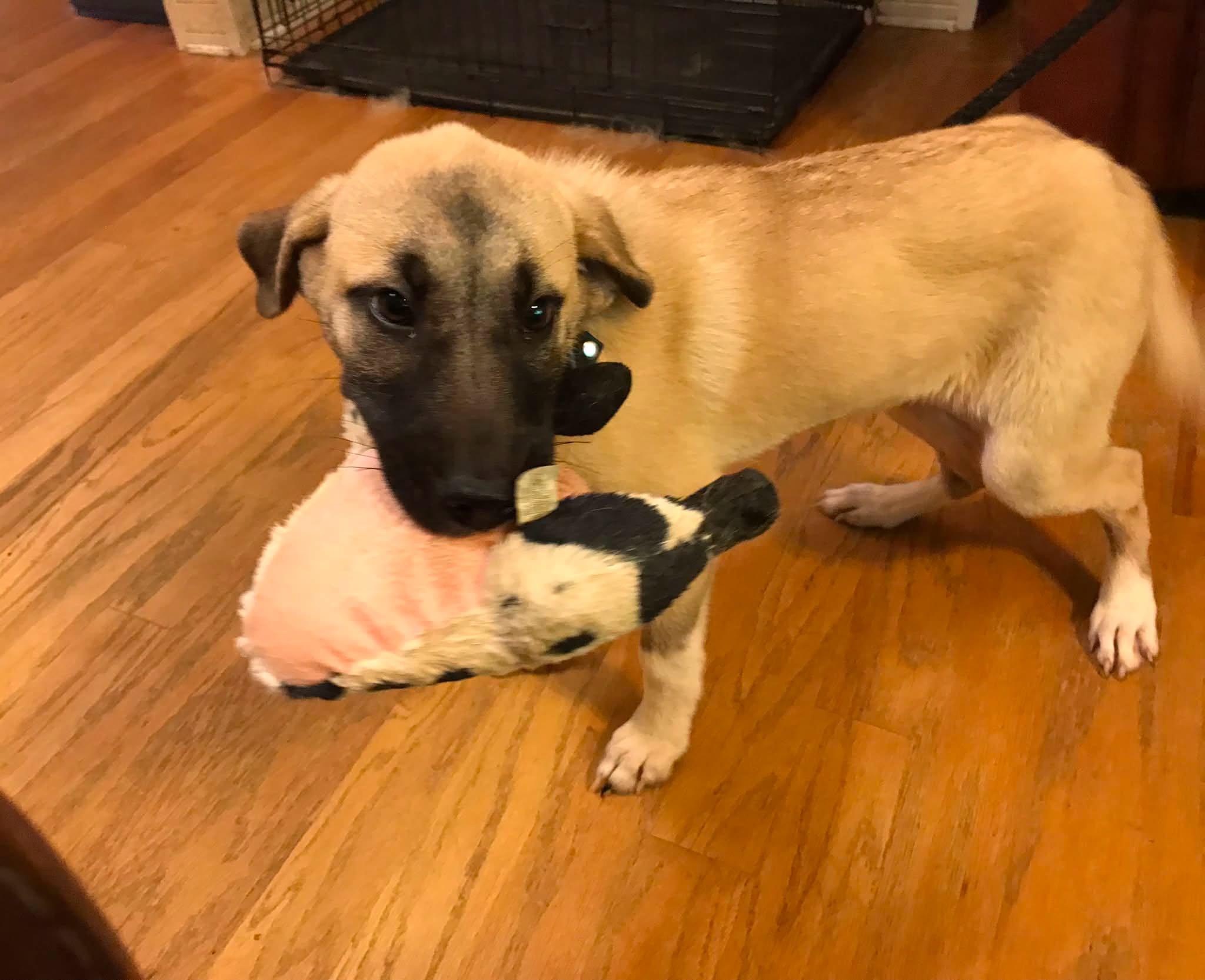 Enlarge Fern, a ADOPTABLE mixed breed in Olive Branch, MS image 4/6
