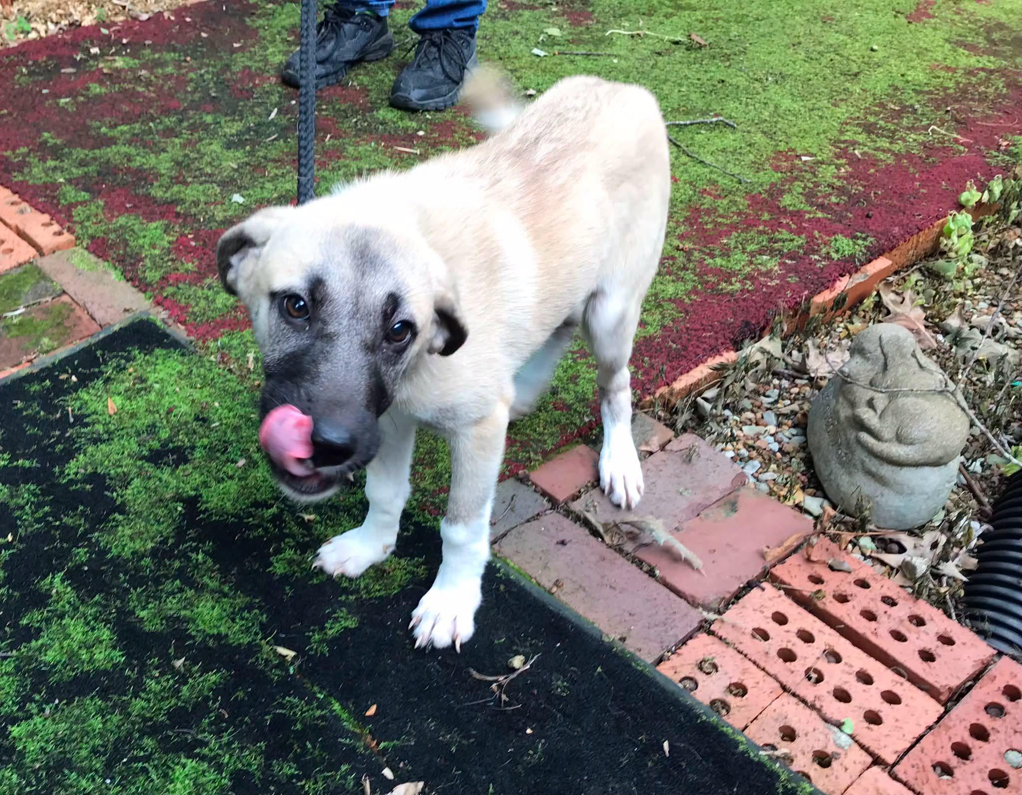 Enlarge Fern, a ADOPTABLE mixed breed in Olive Branch, MS image 3/6