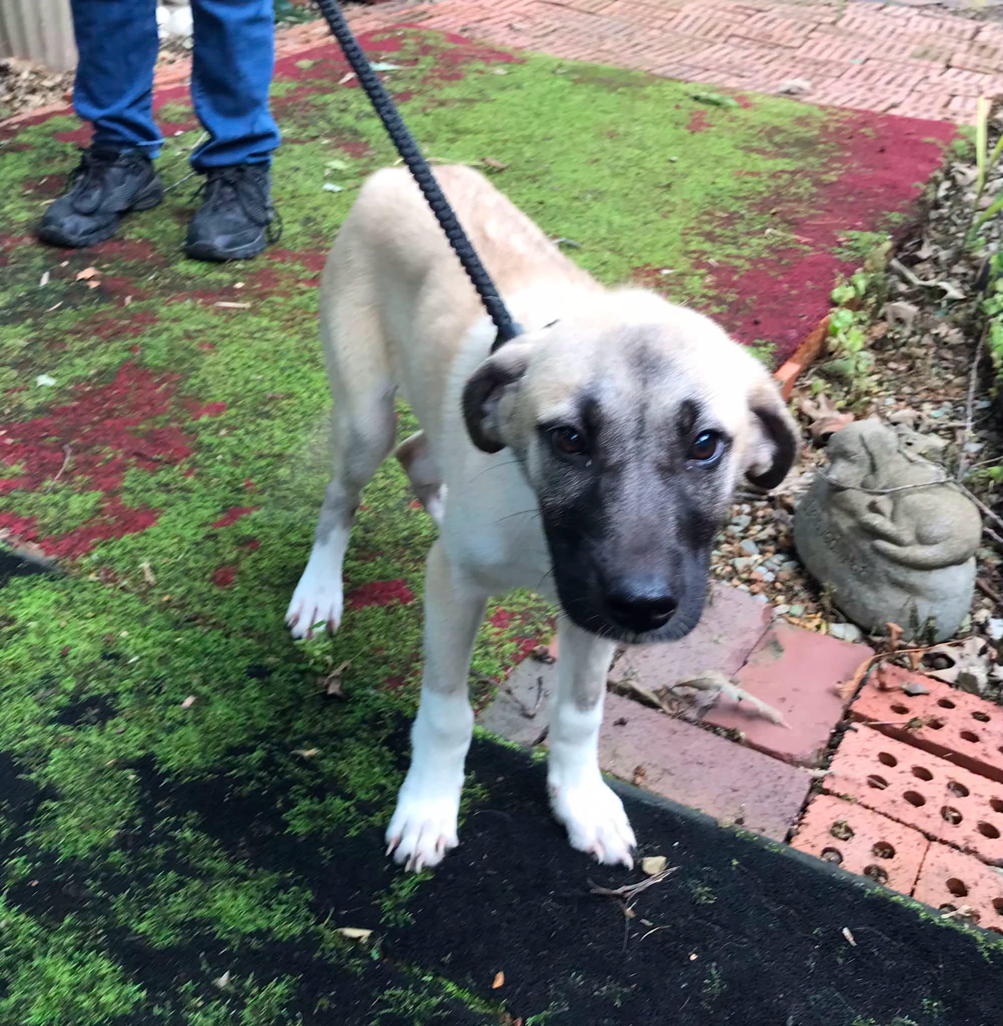Enlarge Fern, a ADOPTABLE mixed breed in Olive Branch, MS image 6/6