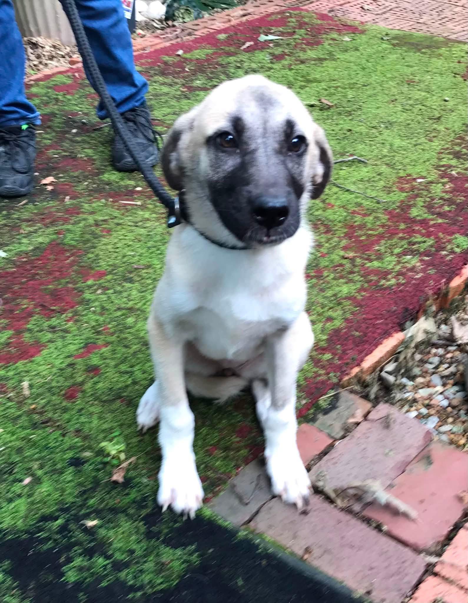 Enlarge Fern, a ADOPTABLE mixed breed in Olive Branch, MS image 2/6