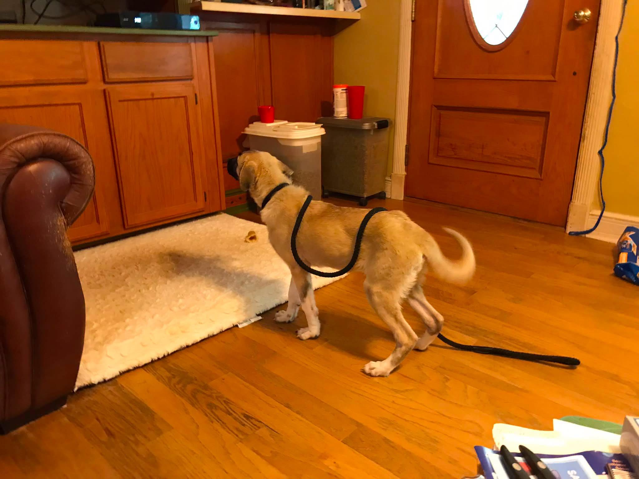 Enlarge Fern, a ADOPTABLE mixed breed in Olive Branch, MS image 5/6