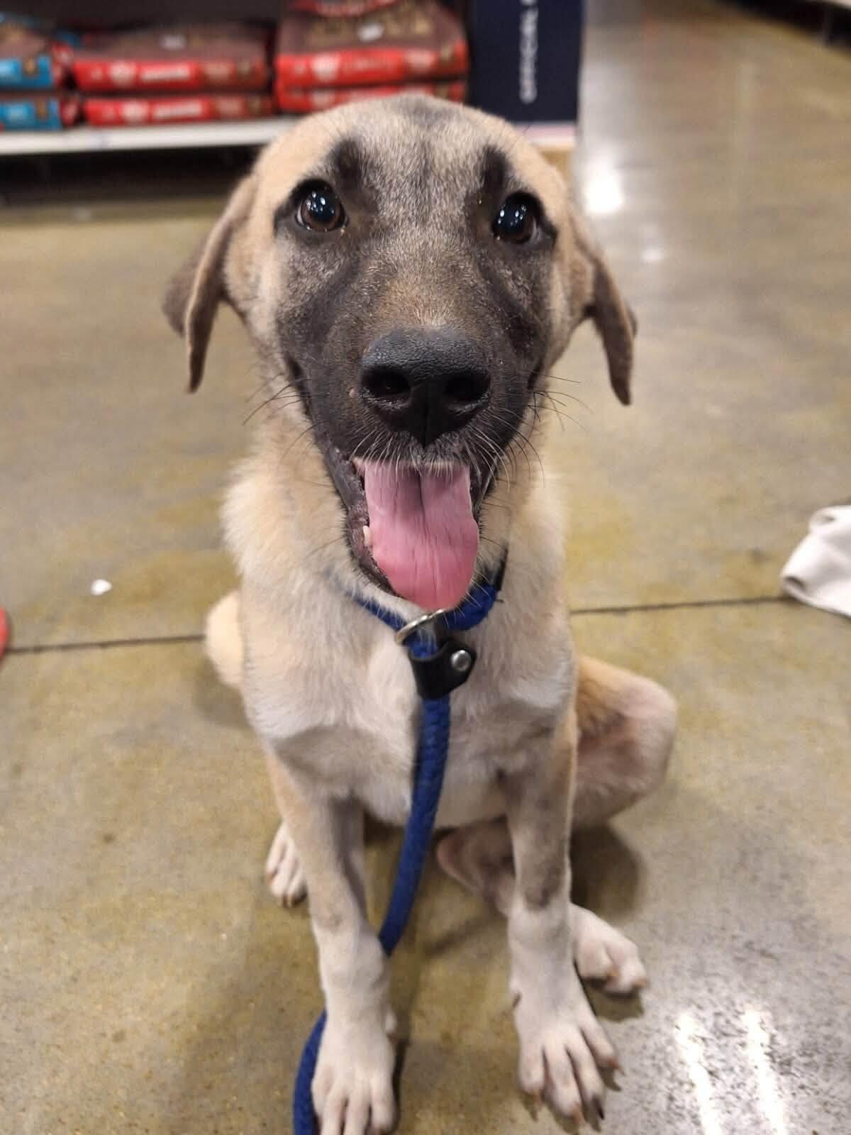 Fern, ADOPTABLE, Puppy Female Anatolian Shepherd & Labrador Retriever.