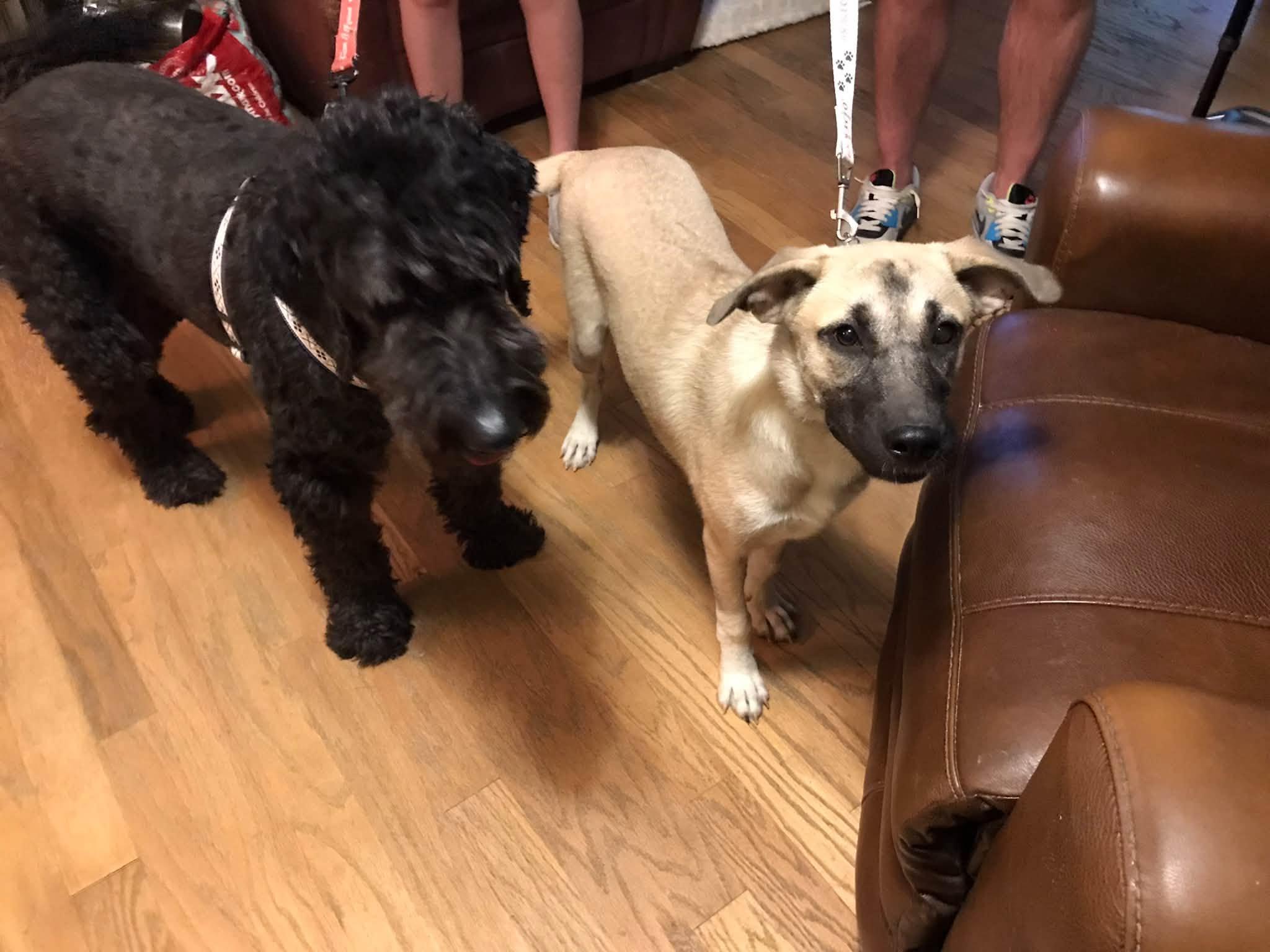 Fern-ADOPTED, Adopted, Puppy Female Anatolian Shepherd & Labrador Retriever.