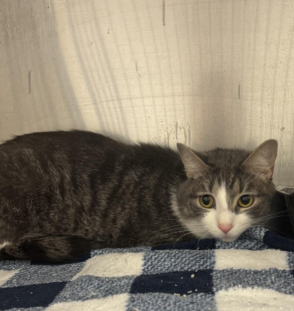 King, Adoptable, Adult Male Domestic Short Hair.