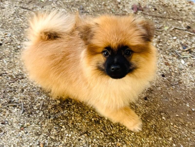 Alfie, adopted, Young Male Pomeranian.