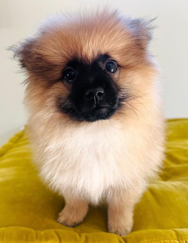 Enlarge Alfie, an adopted Pomeranian in Valley Village, CA image 2/2