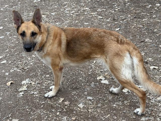 Enlarge Poppy, an adopted German Shepherd Dog in Albuquerque, NM image 1/5