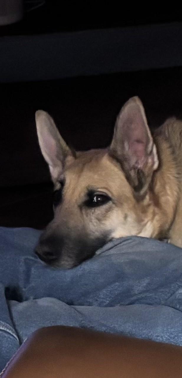 Enlarge Poppy, an adopted German Shepherd Dog in Albuquerque, NM image 2/5