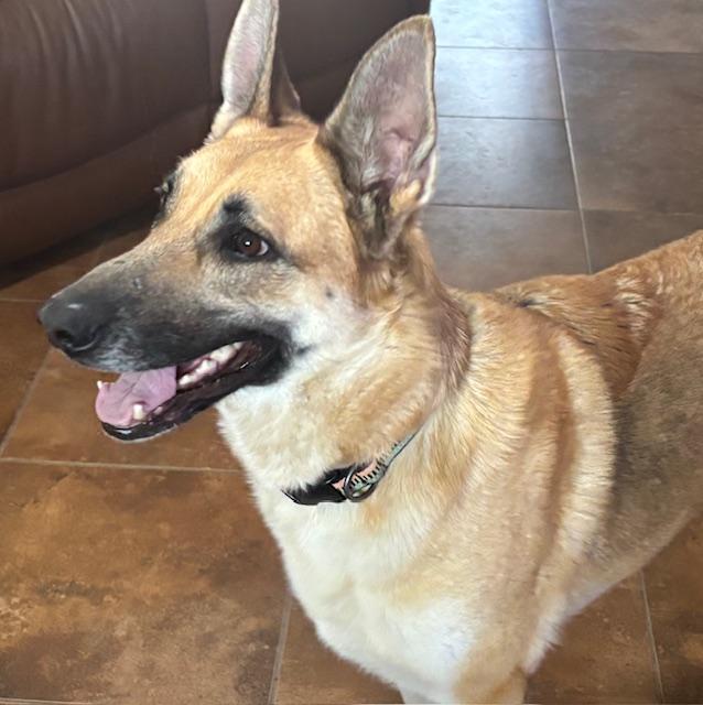 Enlarge Poppy, an adopted German Shepherd Dog in Albuquerque, NM image 3/5