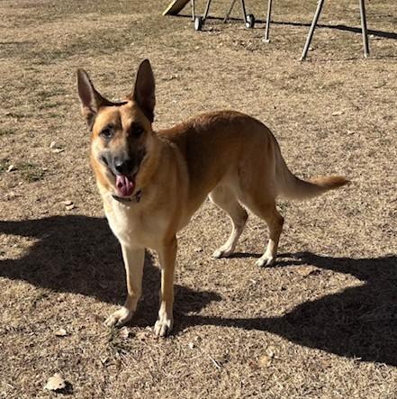 Enlarge Poppy, an adopted German Shepherd Dog in Albuquerque, NM image 4/5
