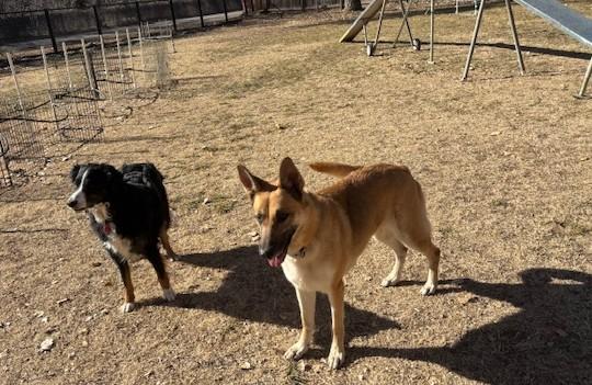 Enlarge Poppy, an adopted German Shepherd Dog in Albuquerque, NM image 5/5