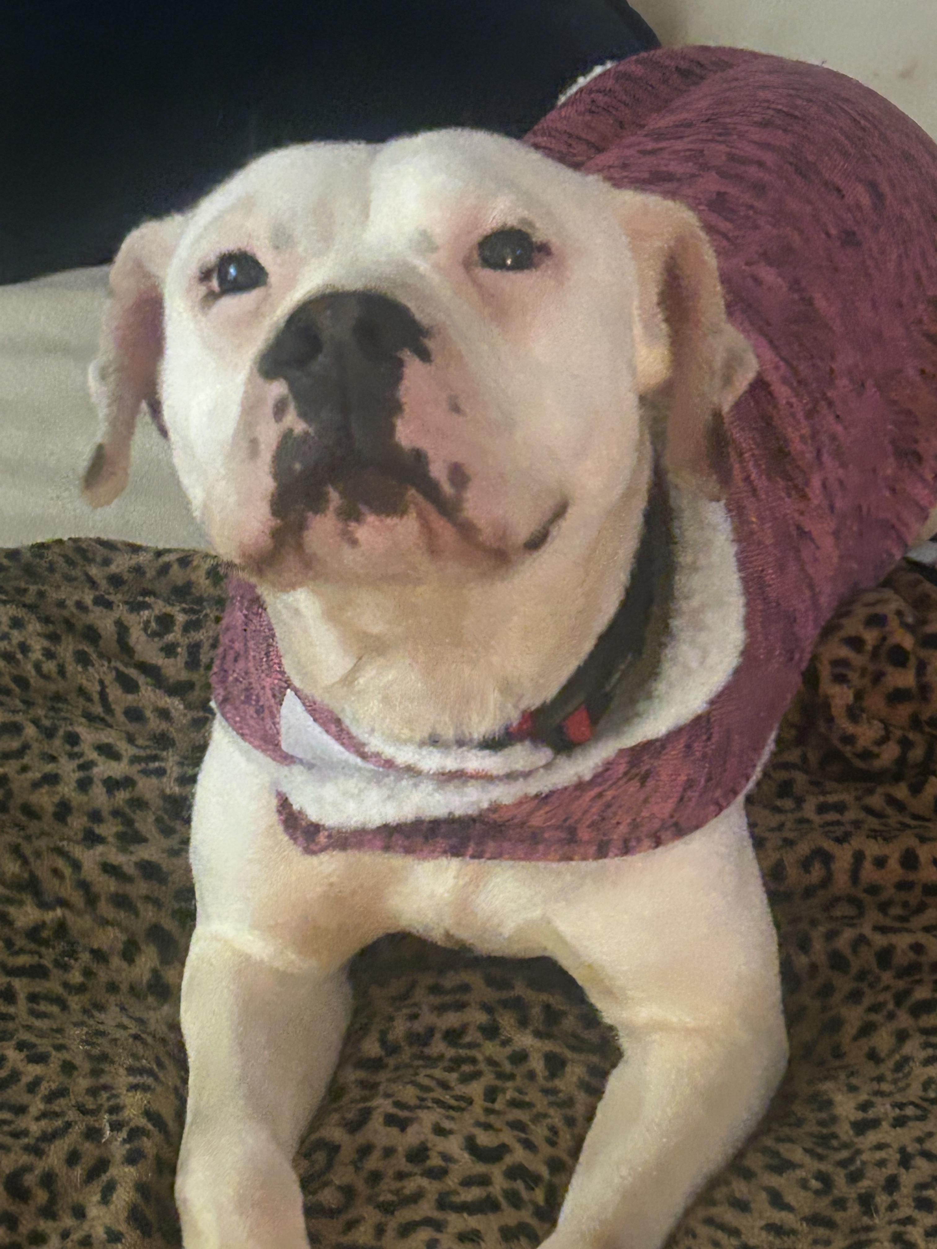 Enlarge Twiggy, a ADOPTABLE Mixed Breed in Rochester , NY image 4/5