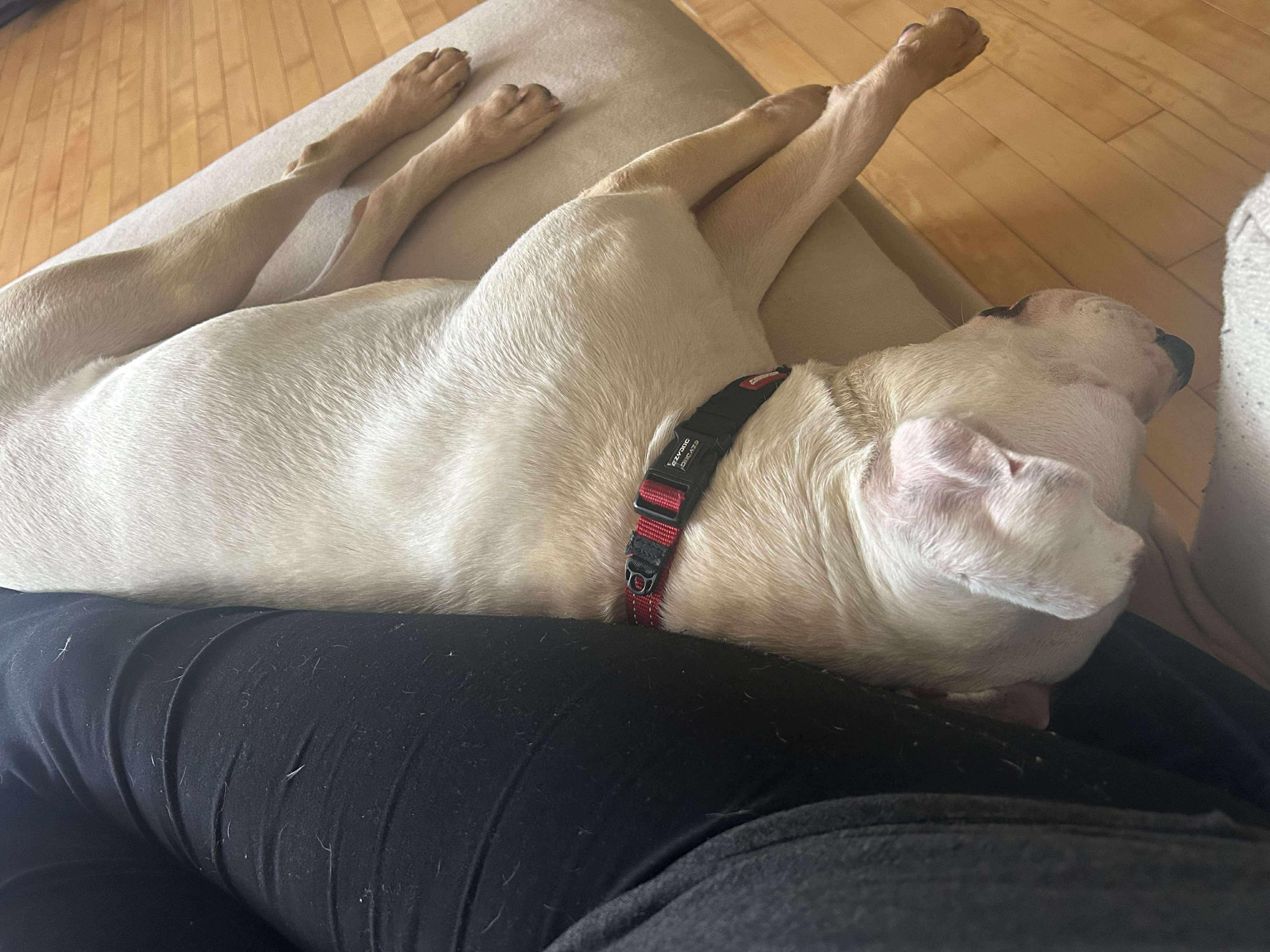 Enlarge Twiggy, a ADOPTABLE Mixed Breed in Rochester , NY image 5/5