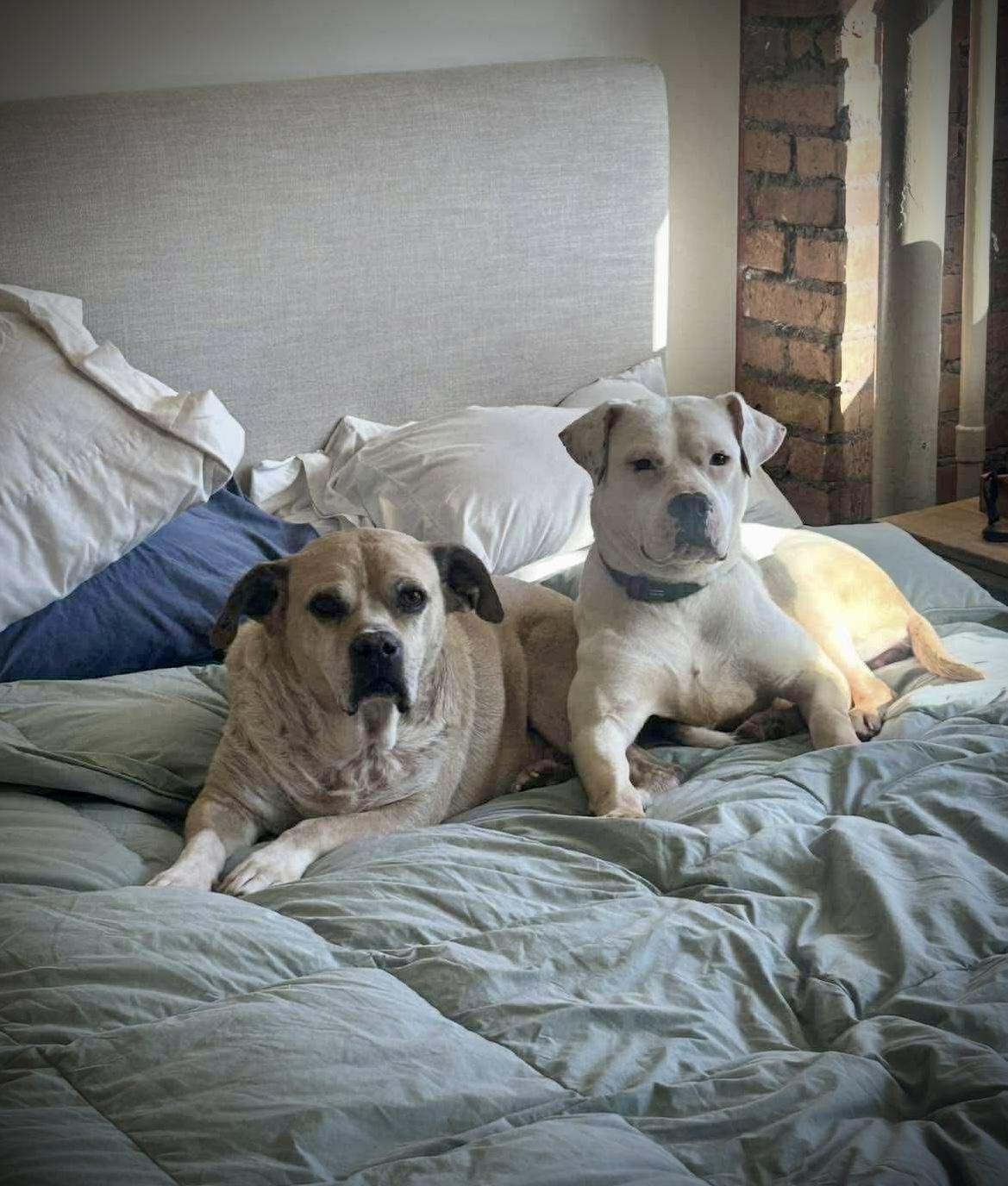 Enlarge Twiggy, a ADOPTABLE Mixed Breed in Rochester , NY image 3/5