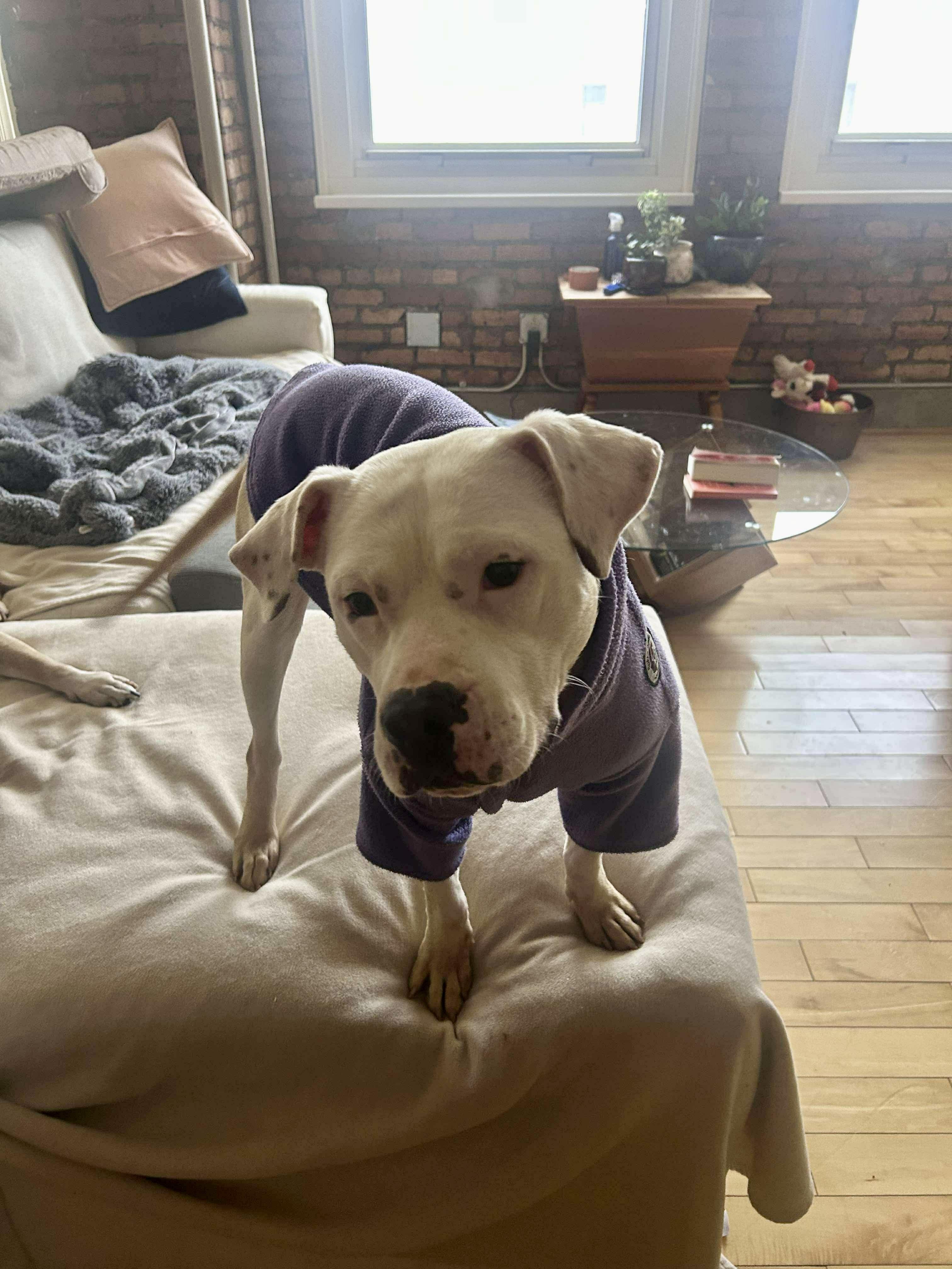 Enlarge Twiggy, a ADOPTABLE Mixed Breed in Rochester , NY image 2/5