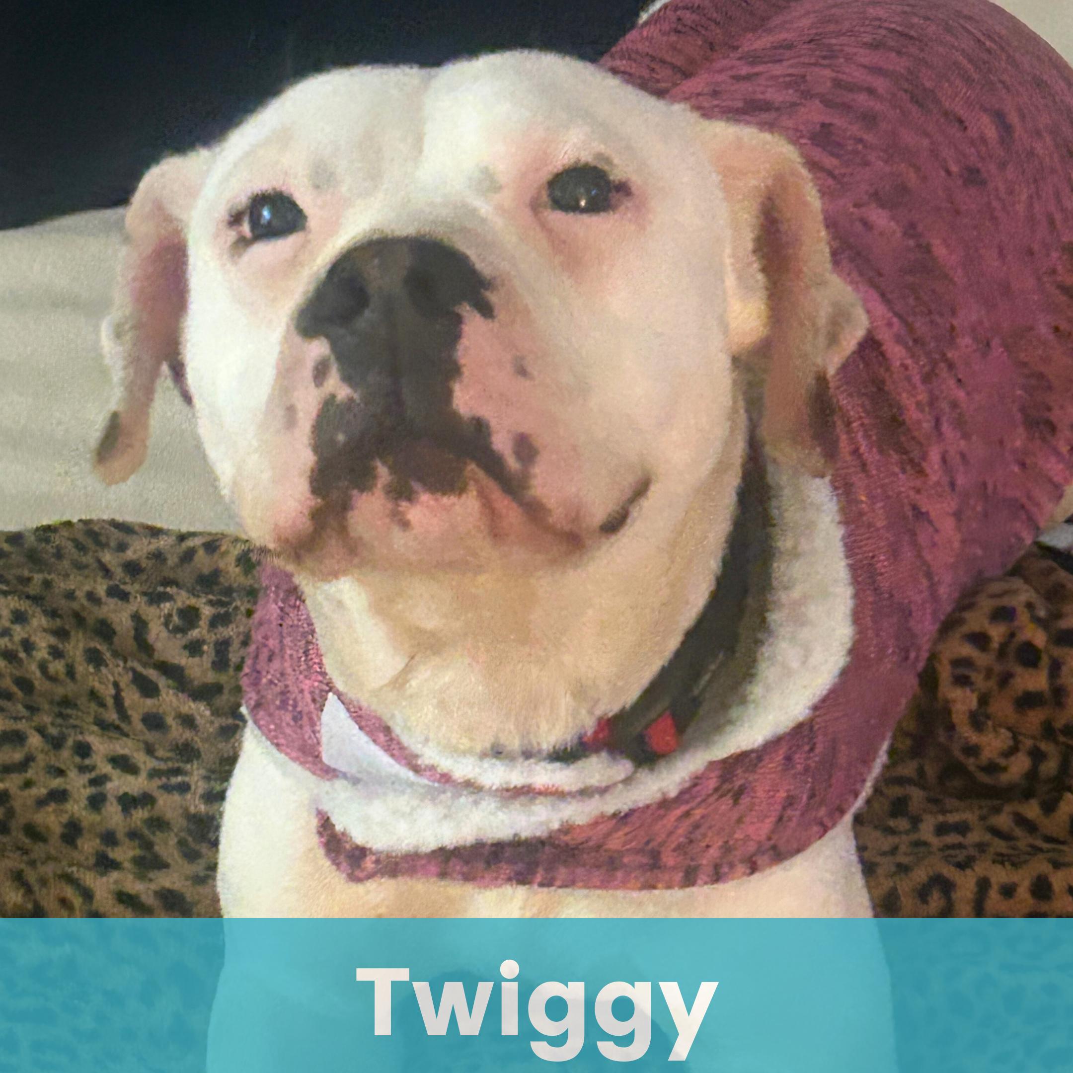 Enlarge Twiggy, a ADOPTABLE Mixed Breed in Rochester , NY image 1/5