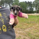 Tippy Tuna, Adoptable, Puppy Female Chihuahua & Catahoula Leopard Dog.