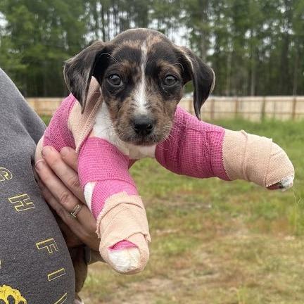 Enlarge Tippy Tuna, a Adoptable mixed breed in North Charleston, SC image 2/5
